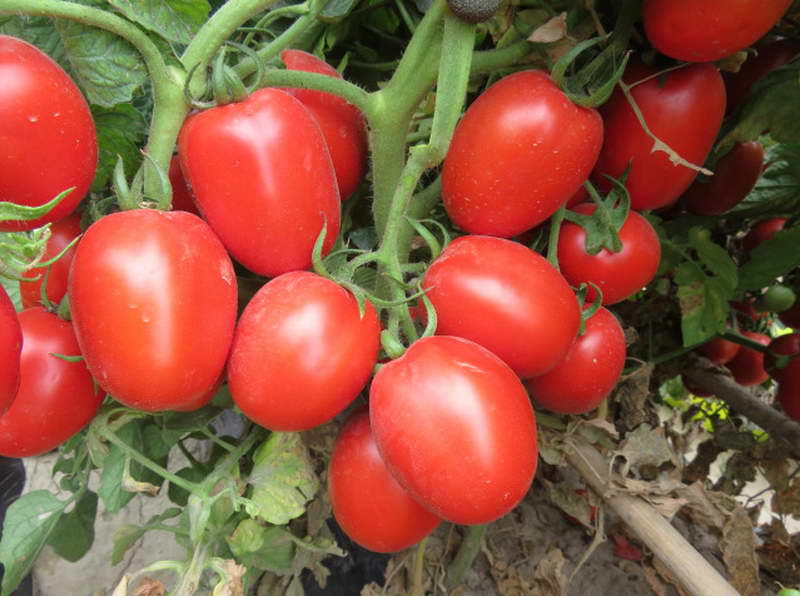 Можно ли консервировать целиком томат Столыпин — ранний холодостойкий сорт