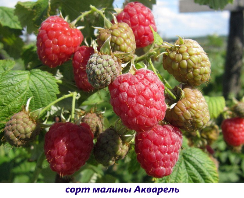 Сорта малины для Сибири - какие самые зимостойкие