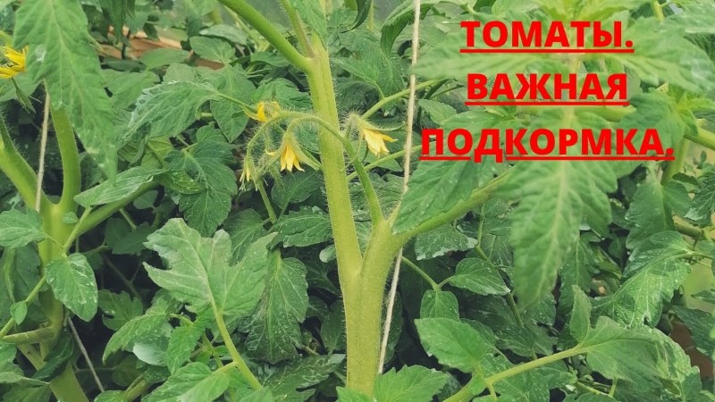 какие удобрения нужны томатам во время цветения