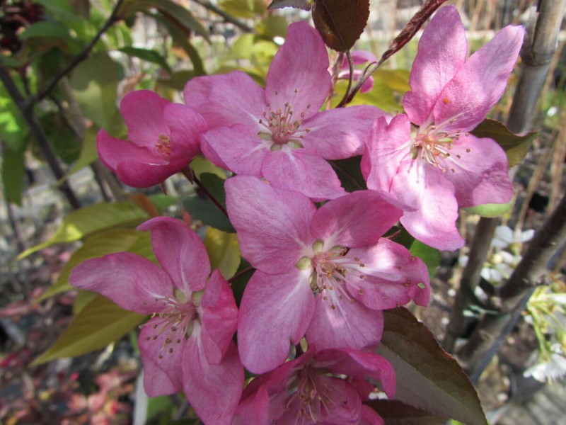 цветение яблони ола