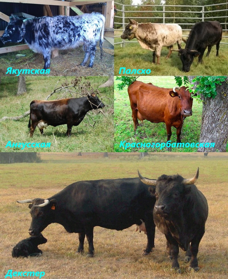 популярные породы карликовых коров