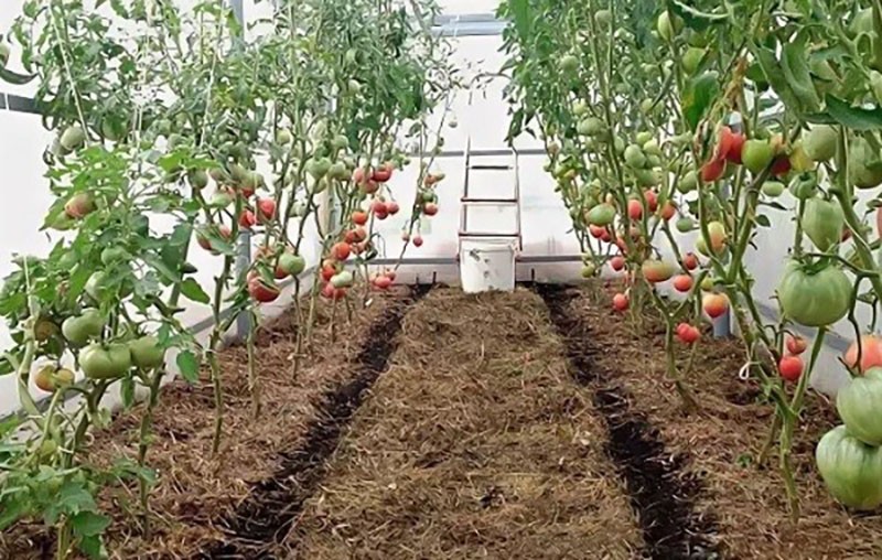 агротехника выращивания индетерминантных томатов