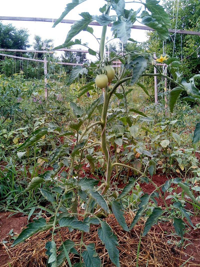 индетерминантные сорта томатов в открытом грунте