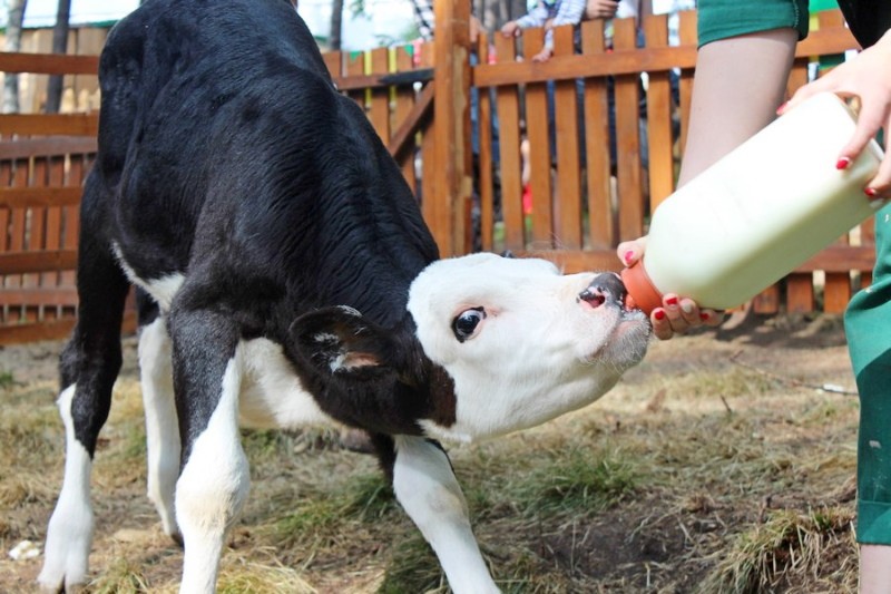 как кормить теленка если нет молока