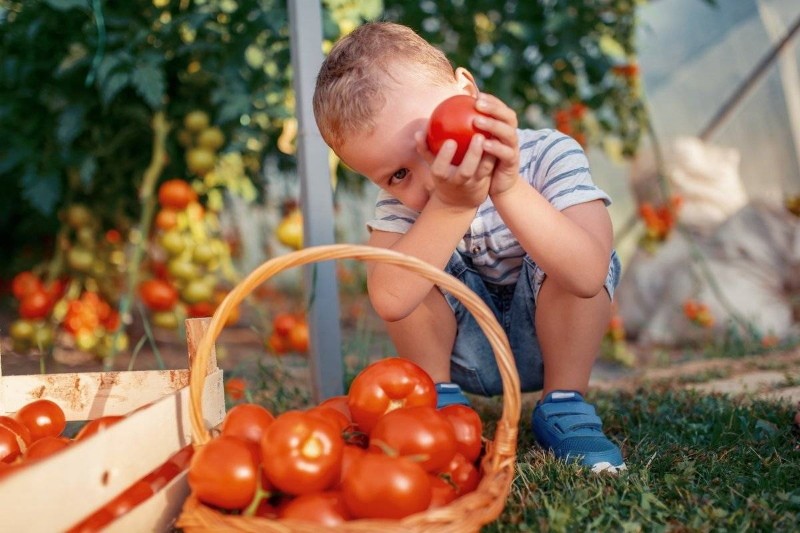 какие томаты лучше сажать детерминантные или индетерминантные