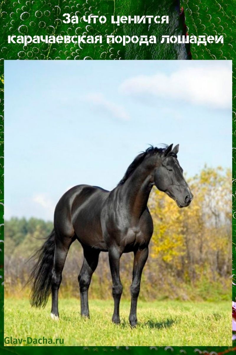 карачаевская порода лошадей