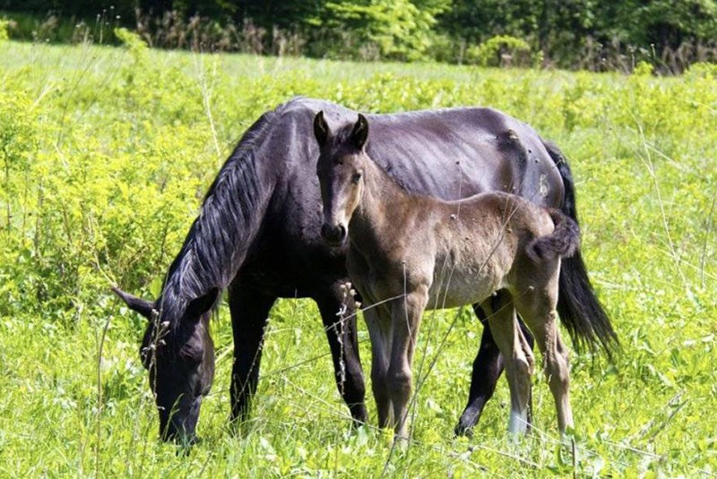 Карачаевская порода лошадей - особенности породы, характеристики