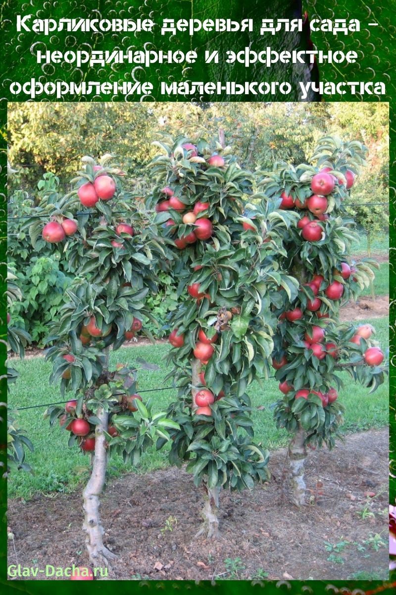 Карликовые деревья для сада - яблони, сливы, абрикосы, персики