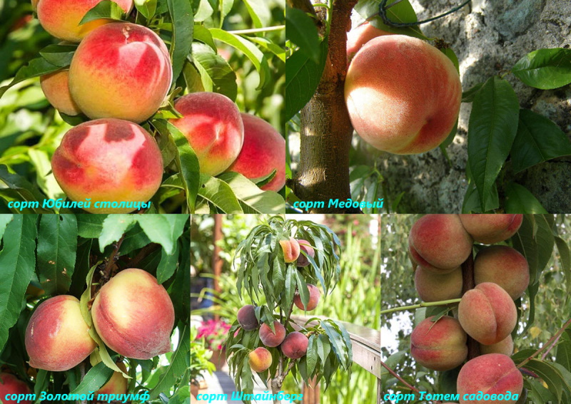 сорта карликовых персиков