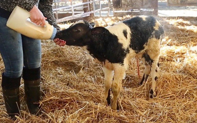 первое кормление новорожденного теленка