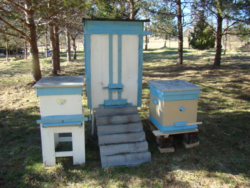 безроевое пчеловодство
