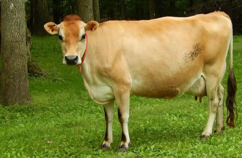 джерсейская порода коров