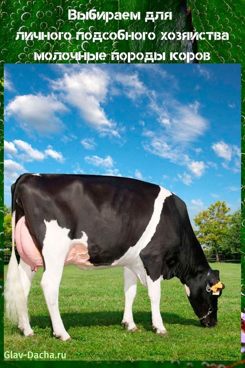 Молочные породы коров - Айширская, Джерсейская, Голштинская