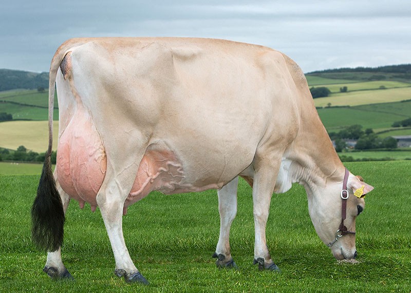 корова с высоким удоем молока