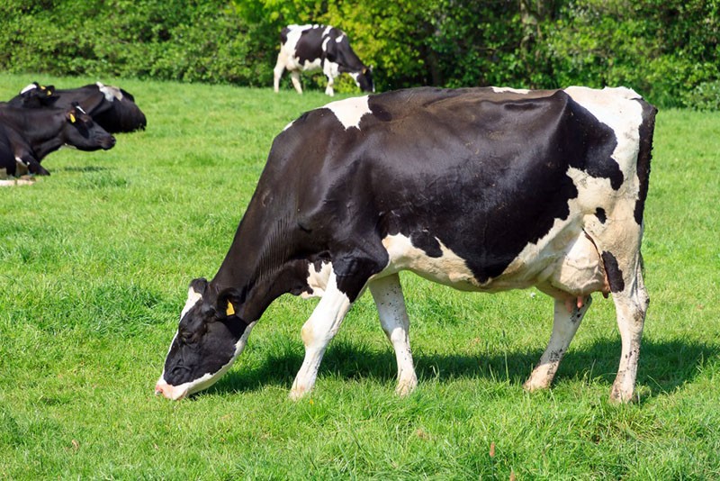 голштинская порода коров