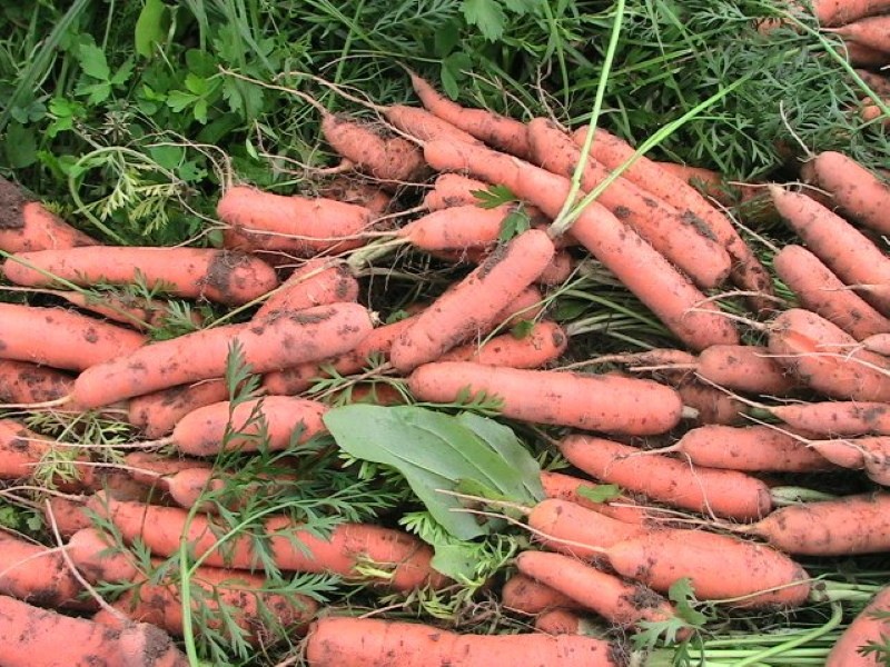 урожай моркови тушон