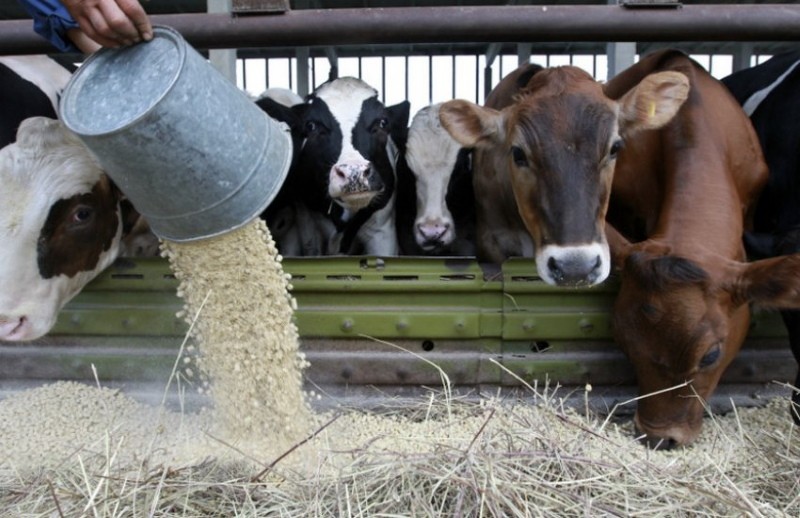 Готовимся к зимнему содержанию КРС — можно ли корову кормить овсом