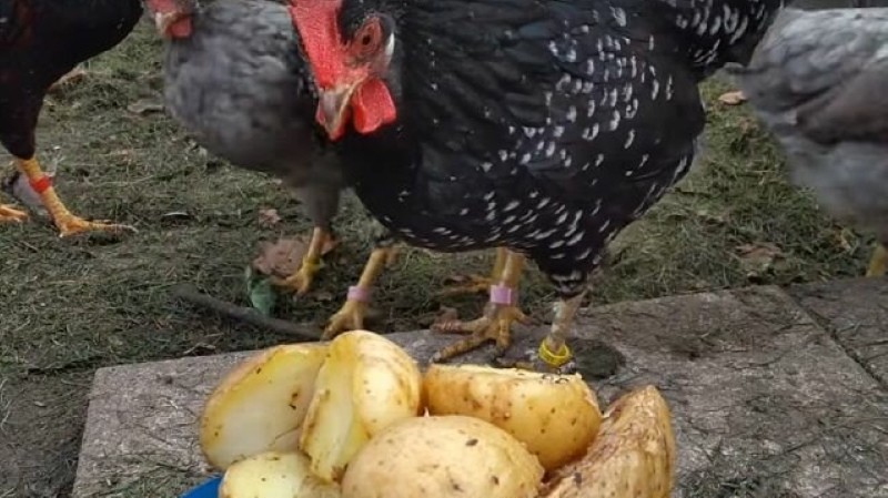 Можно кормить куриц картошкой