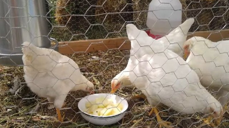 Можно давать цыплятам картошку. Картофель для кур несушек. Цыпленок с картофелем. Картофель для кур корм. Картофель для бройлеров.