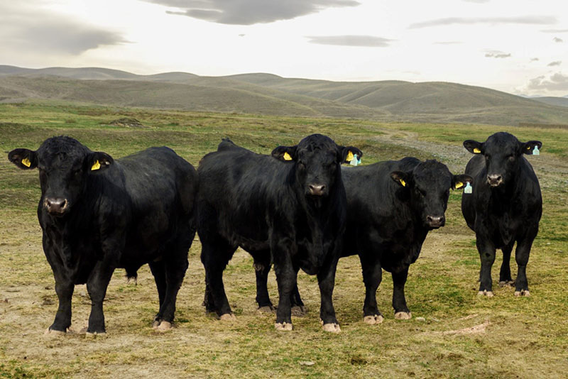 Hovězí dobytek Aberdeen Angus