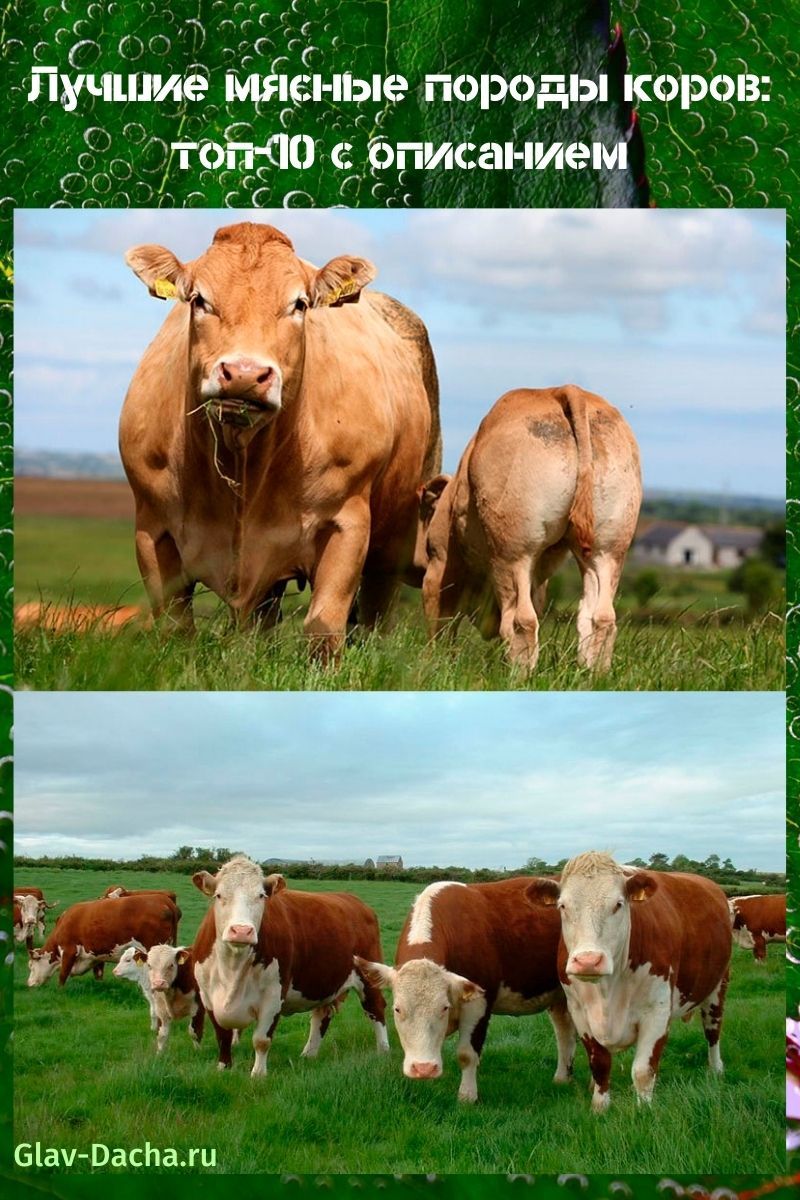 мясные породы коров