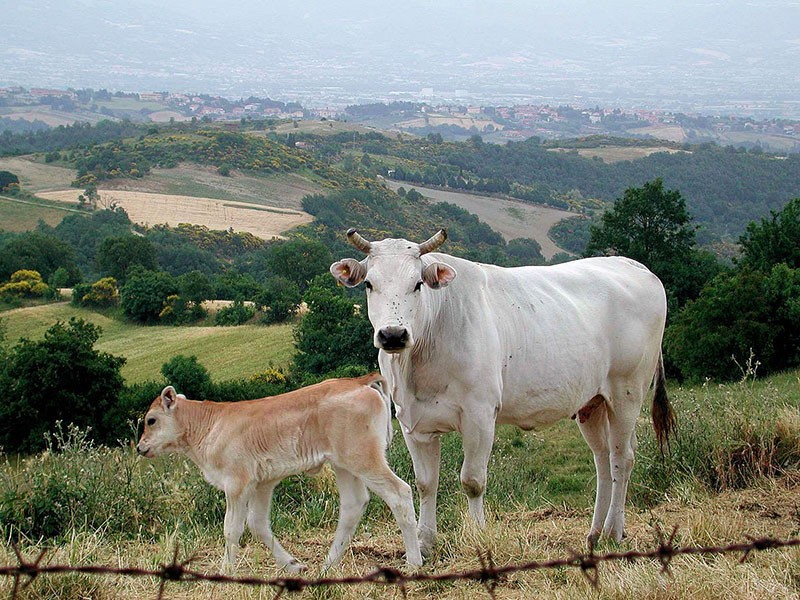 кианская порода коров
