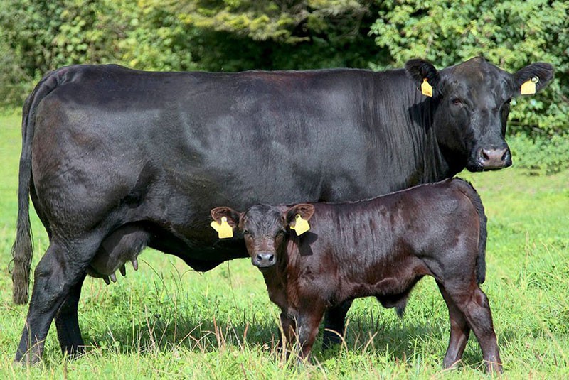 ангусская мясная порода коров