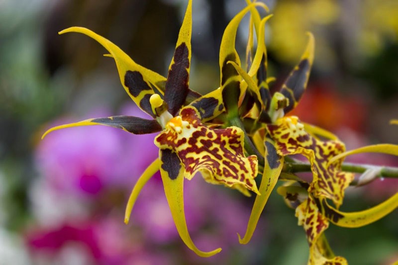 орхидея Брассия в естественных условиях