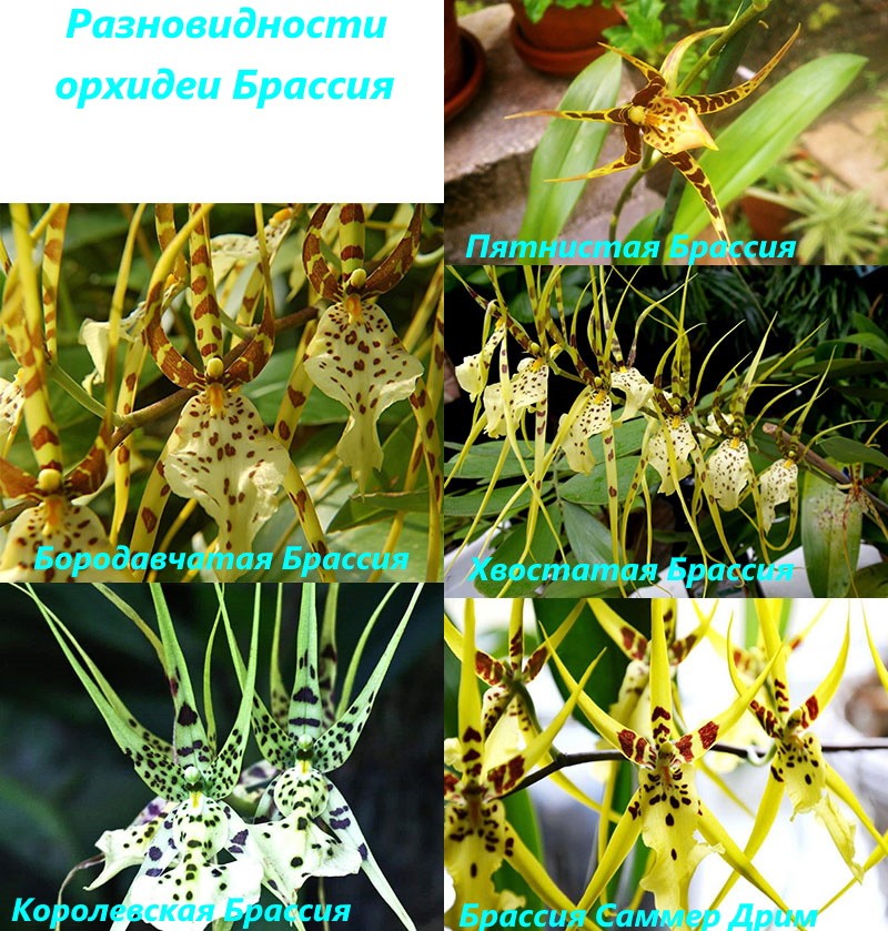 популярные сорта орхидеи Брассия