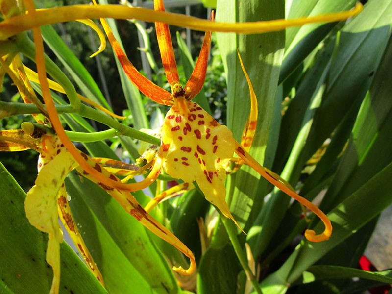 оригинальное цветение орхидеи