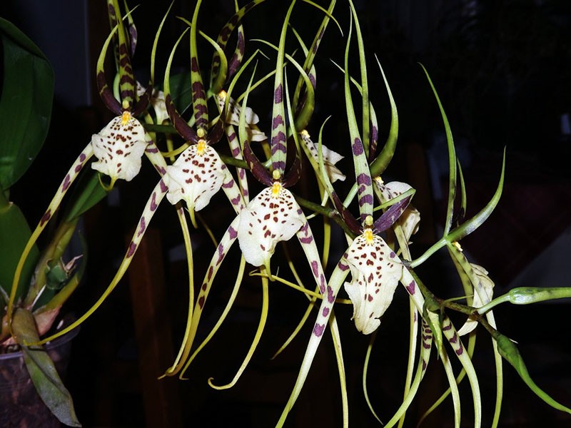 выращивание орхидеи Брассия