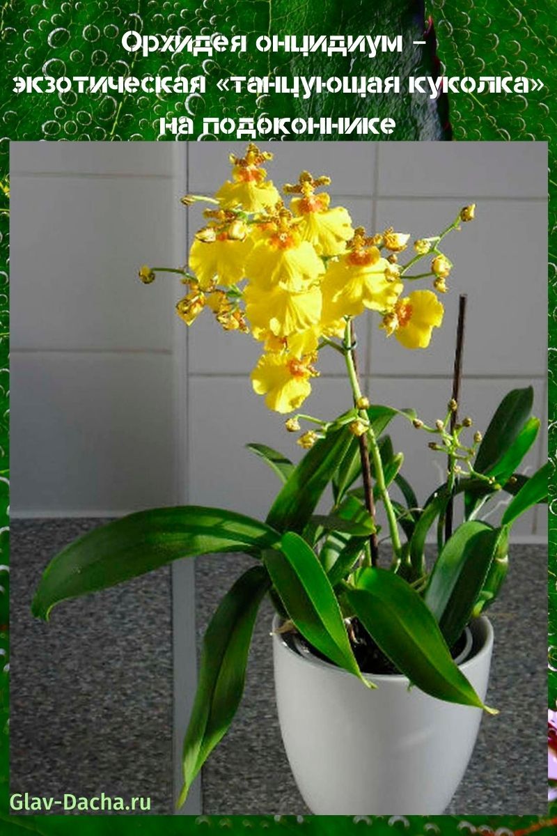 орхидея онцидиум