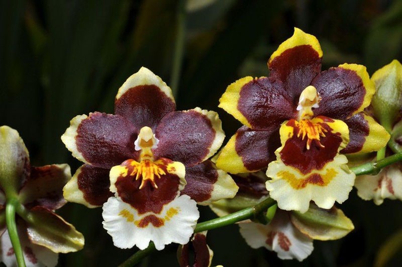 пышное цветение орхидеи онцидиума