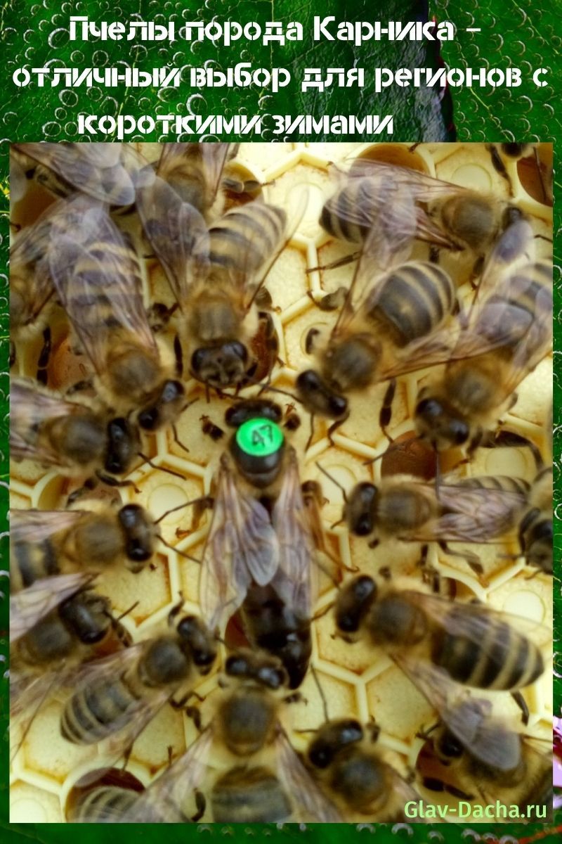 пчелы породы карника