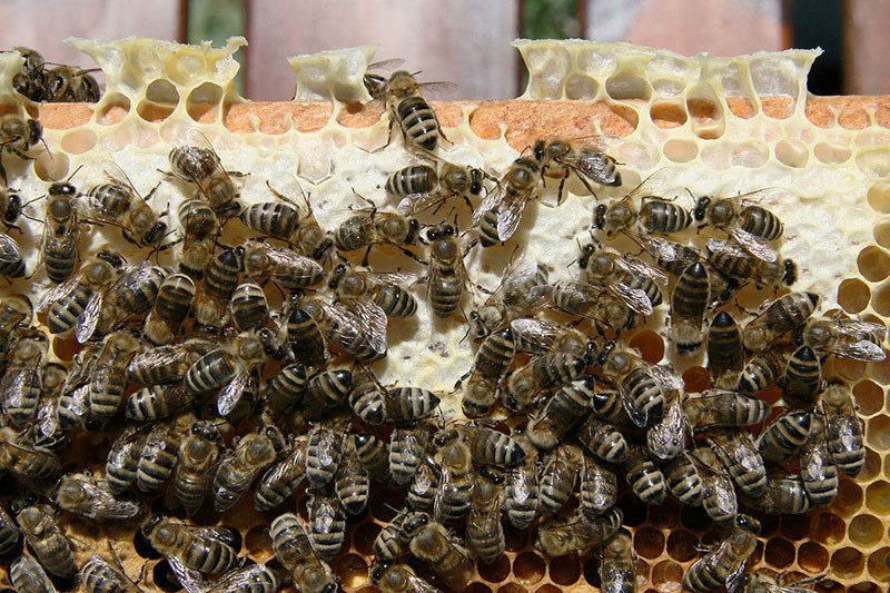 пчелы породы карника на пасеке