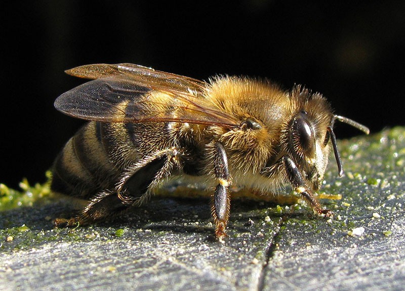 матка пчел породы карника