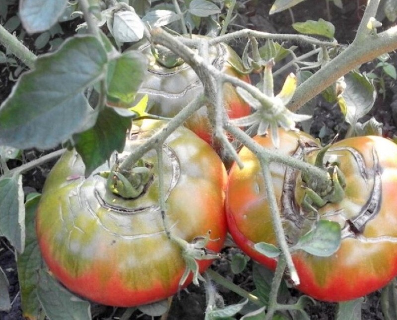 почему помидоры трескаются при созревании