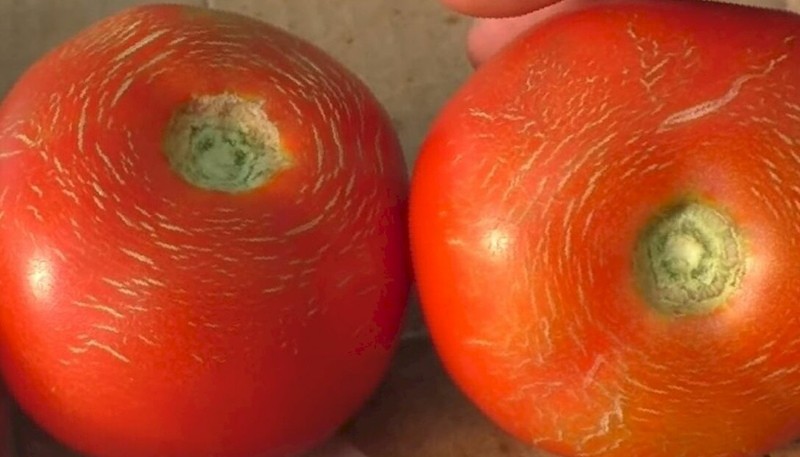 трещинки как сортовая особенность томатов