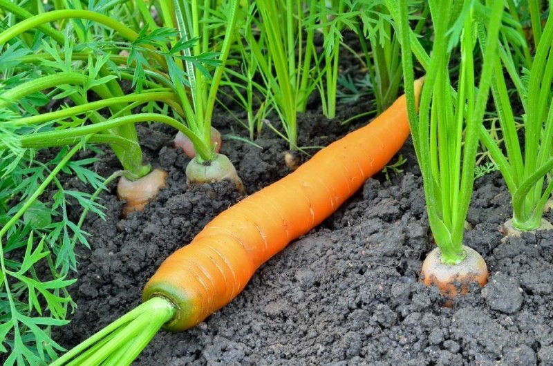 почему у моркови зеленая сердцевина