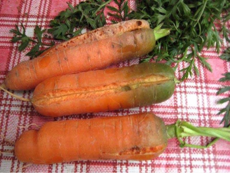 можно ли есть морковь с зеленой сердцевиной