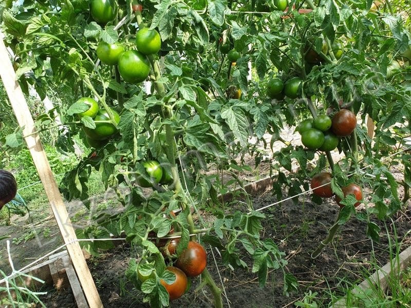 выращивание помидор