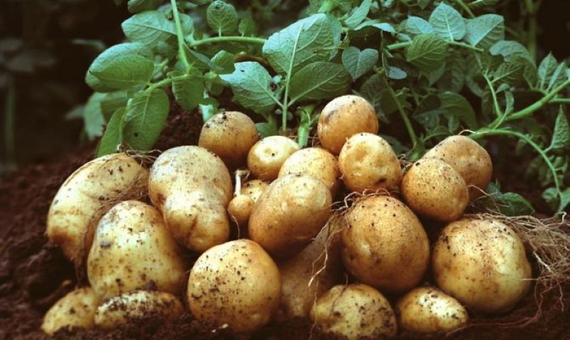 картофель лилея описание сорта