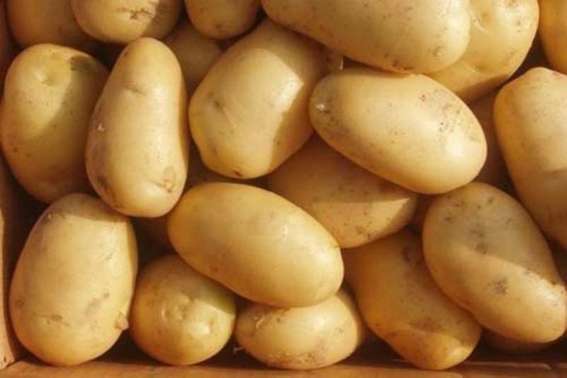 плюсы и минусы картофеля лилея
