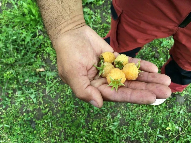 вкусные крупные ягоды малины беглянка желтая
