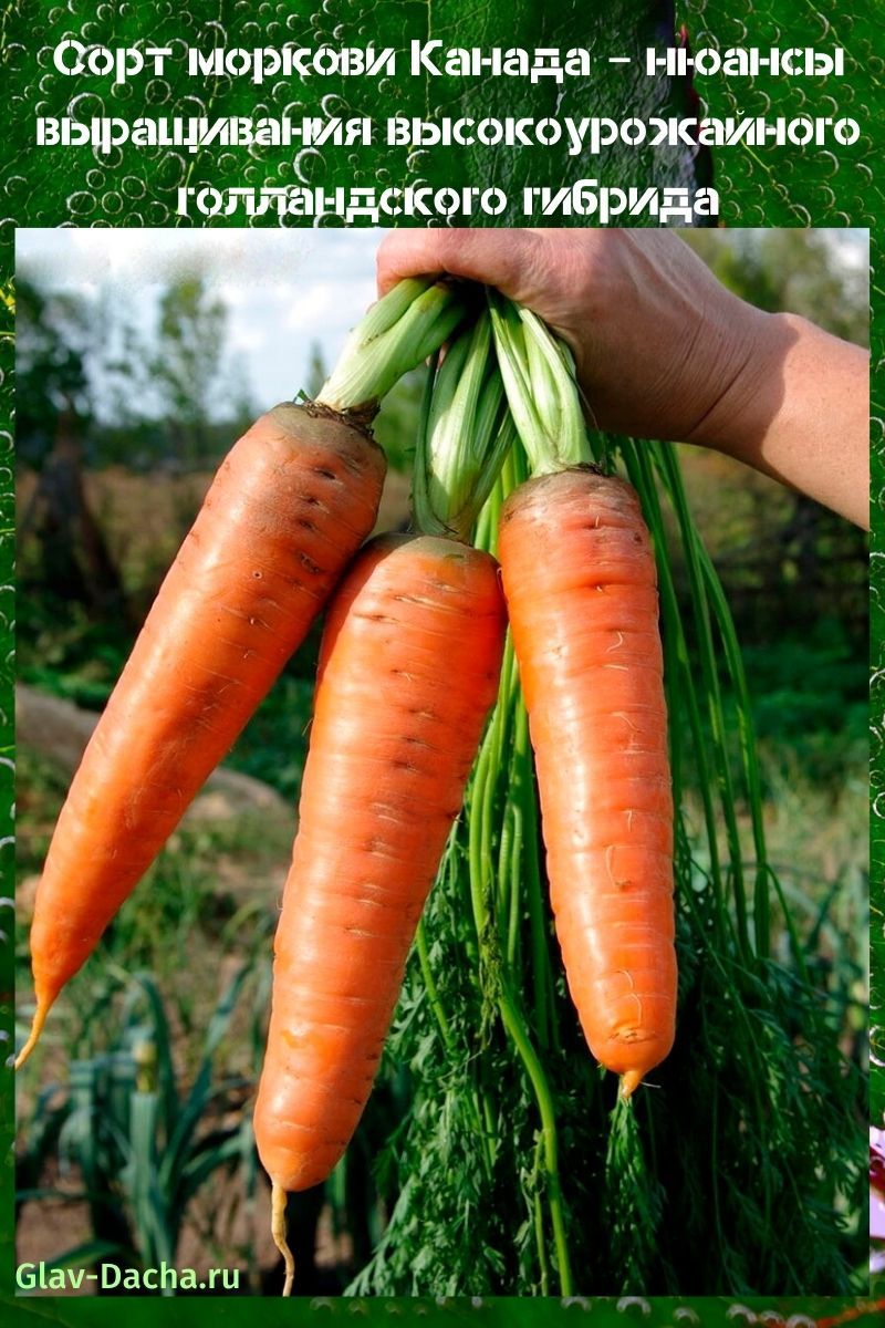 Сорт моркови Канада - характеристика, правила посева, выращивание