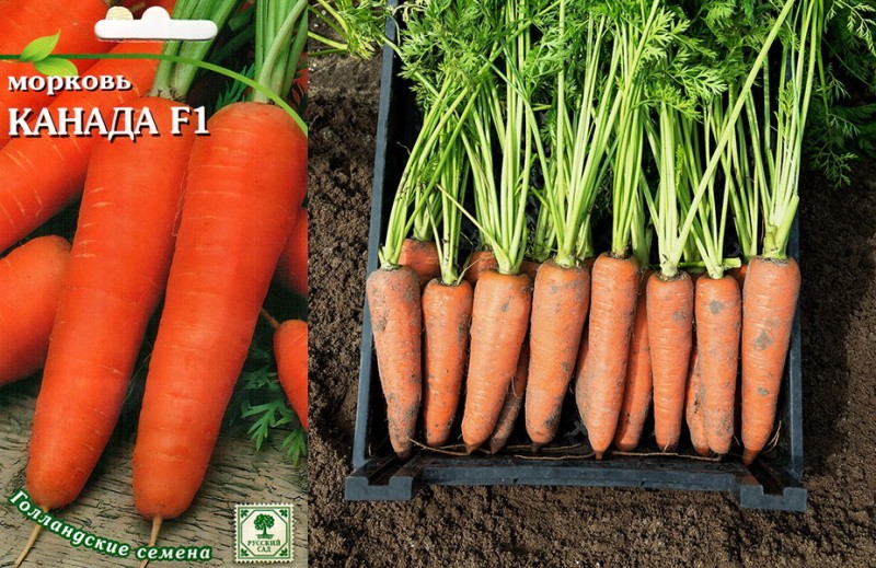 Виды и сорта моркови
