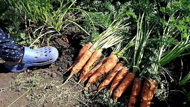 технология выращивания моркови