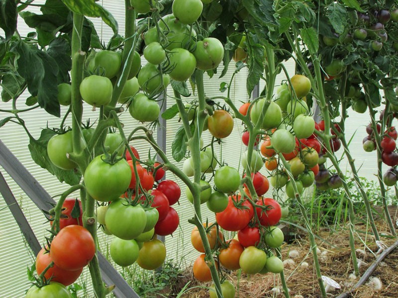 уход за томатами в теплице