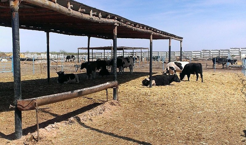 стойлово-лагерное содержание коров