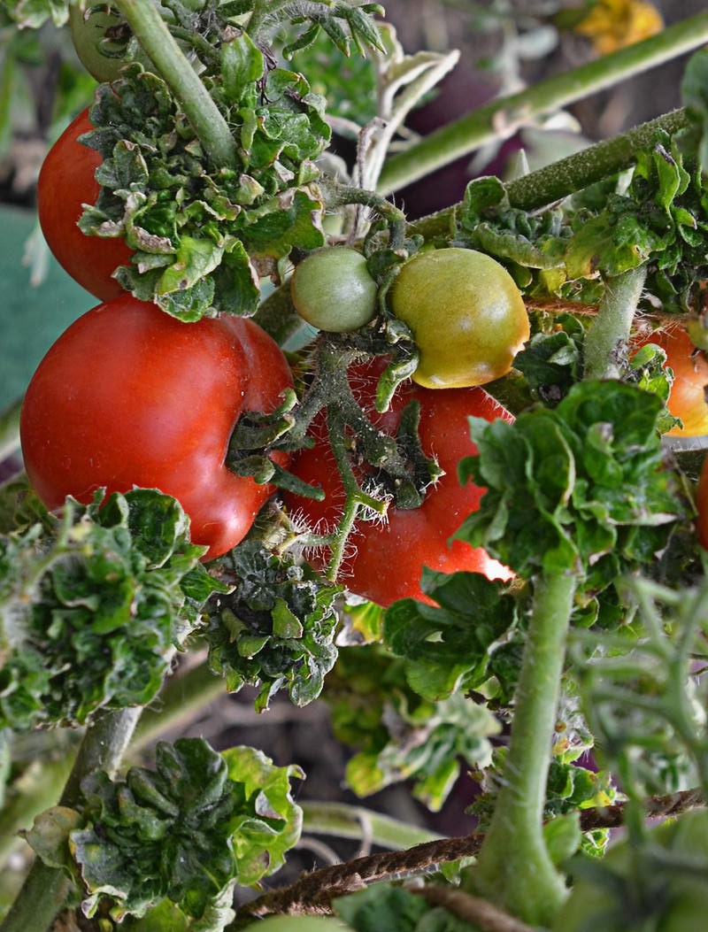 агротехника выращивания томата палка